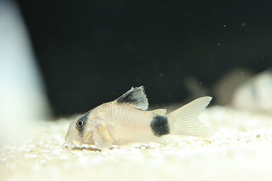 Panda Cory 2-3cm