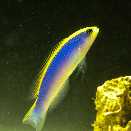 Sunrise Pygmy Basslet 6-7cm