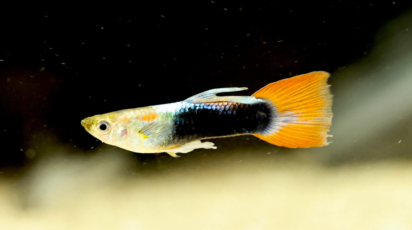 Silver Tuxedo Guppy 2-3cm