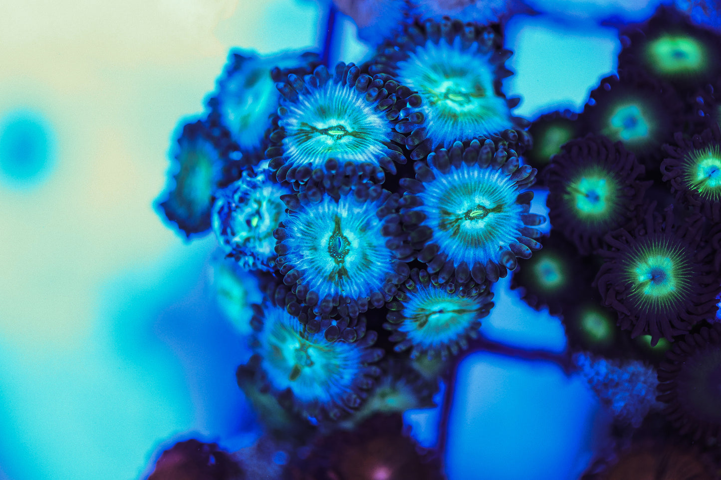 WYSIWYG Desert Storm PE Zoa Frag