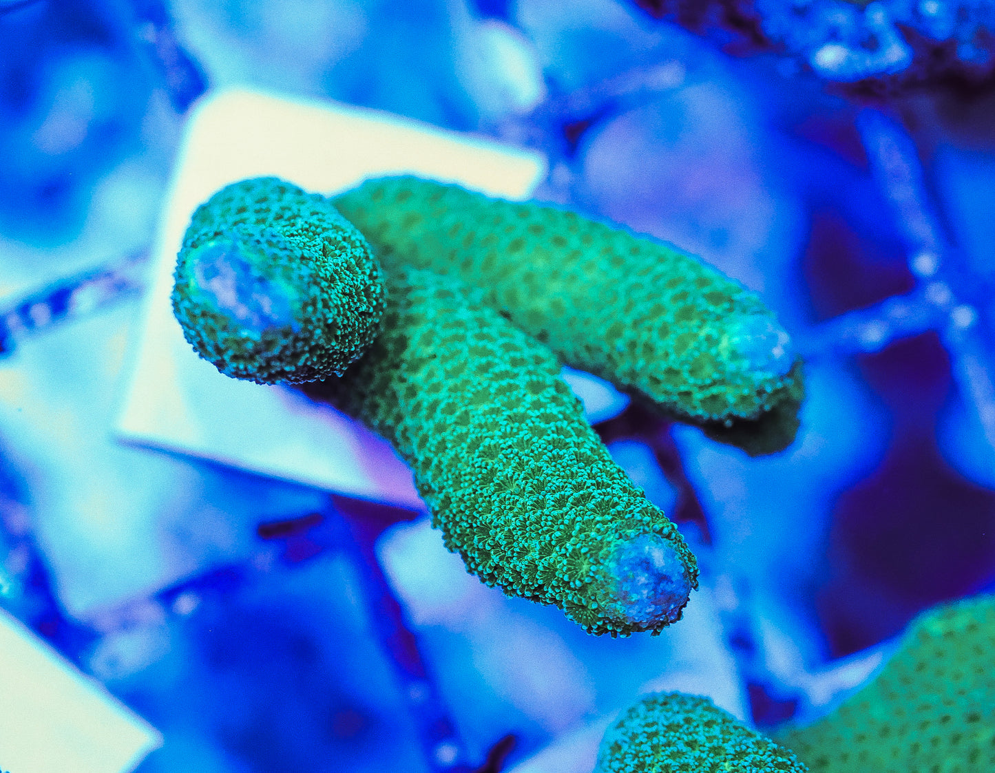 WYSIWYG Green Montipora Digitata Frag