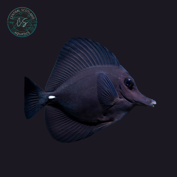 Black Longnose Tang (Zebrasoma rostratum)