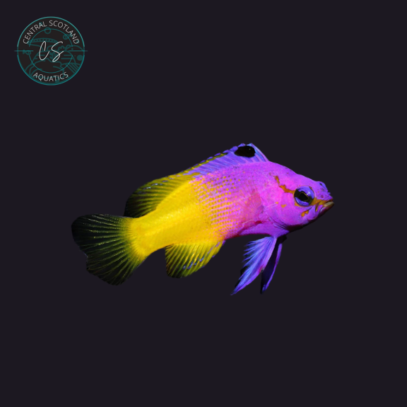Tank bred Royal Gramma Gramma loreto in UK reef aquarium