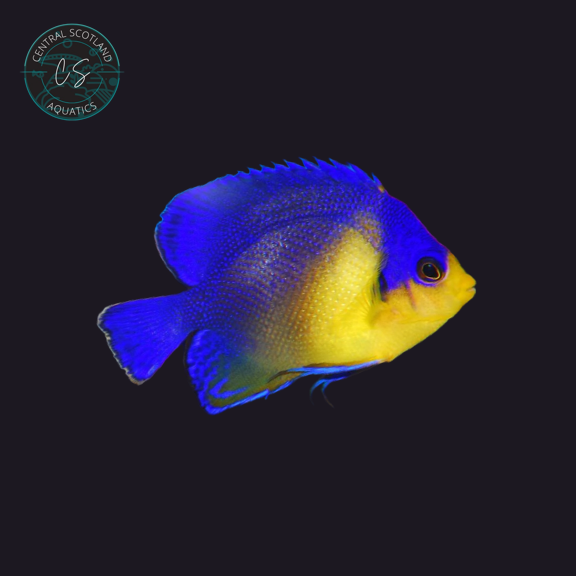Tank bred Venustus Angelfish Paracentropyge venusta in UK reef aquarium