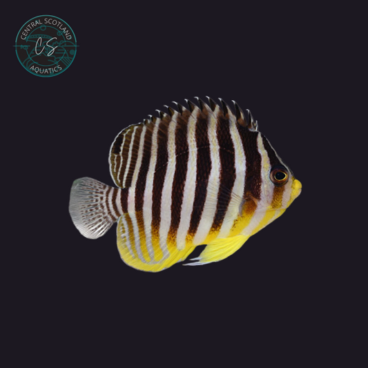 Tank bred Multibar Angelfish Paracentropyge multifasciata in UK reef aquarium