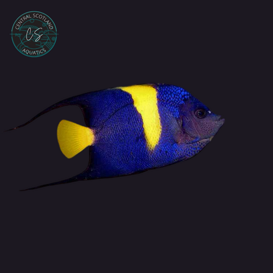 Tank bred Asfur Angelfish Pomacanthus asfur in UK reef aquarium