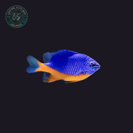 Tank bred Regal Damsel Neoglyphidodon melas in UK reef aquarium