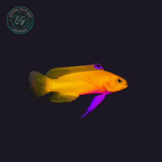 Tank bred Dejongii Basslet Gramma dejongi in UK reef aquarium