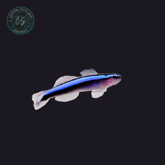 Tank bred Neon Blue Goby Elacatinus oceanops in UK reef aquarium