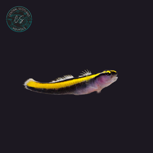Tank bred Yellow Neon Goby Elacatinus spp. in UK reef aquarium