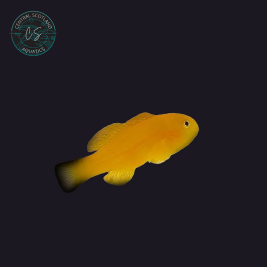 Tank bred Okinawae Goby Gobiodon okinawae in UK reef aquarium