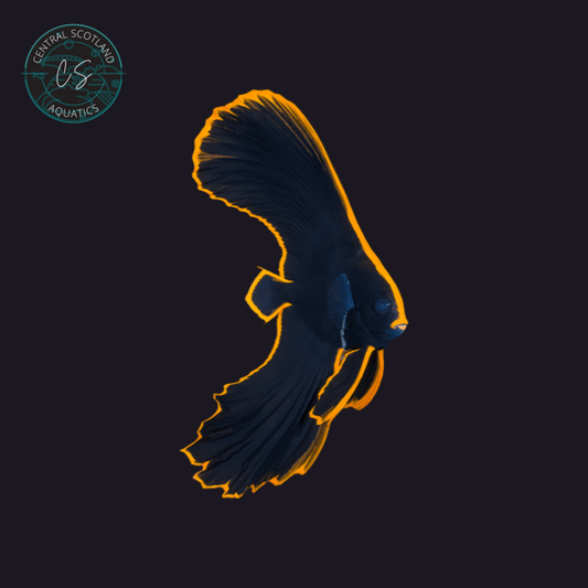 Tank bred Pinnate Batfish Platax pinnatus in UK reef aquarium