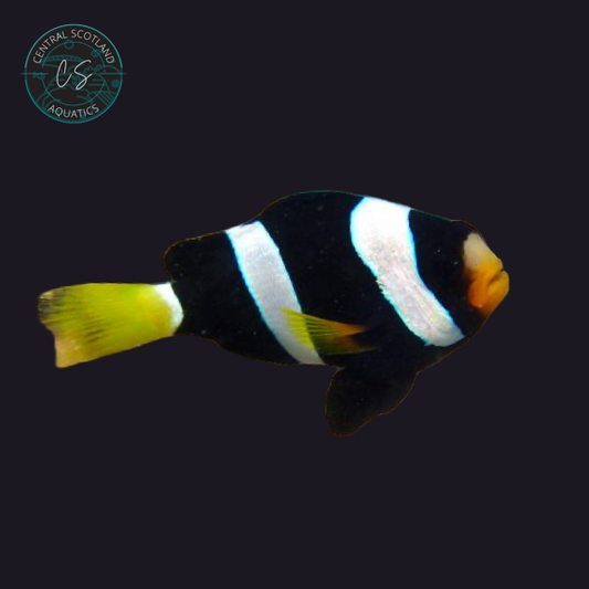 Tank bred Milii Clownfish Amphiprion milii in UK reef aquarium