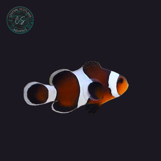 Tank bred Mocha Clownfish Amphiprion ocellaris in UK reef aquarium