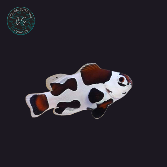 Tank bred Mocha Storm Clownfish Amphiprion ocellaris in UK reef aquarium