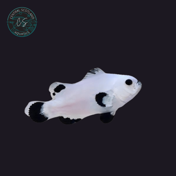 Tank bred Plasma Storm Clownfish Amphiprion ocellaris in UK reef aquarium