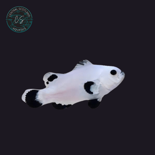 Tank bred Plasma Storm Clownfish Amphiprion ocellaris in UK reef aquarium