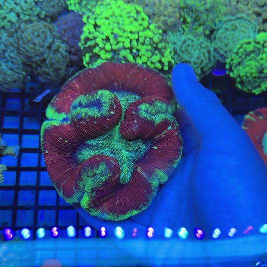 WYSIWYG Ultra Trachyphyllia